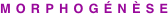 shapeimage_7_link_0